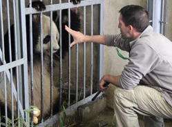 大熊猫也有“外教”