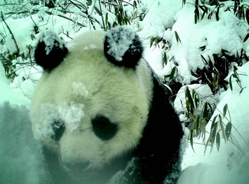 平河梁保护区首次野外拍到大熊猫