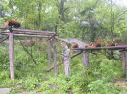 南京红山动物园五只小熊猫迁新家引游客围观