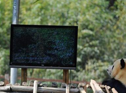 动物园为熊猫装电视解闷 疑因同伴被送走抑郁