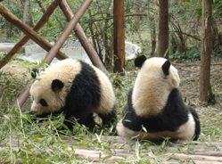 幼年熊猫换毛记