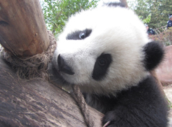 软乎乎的小盼达