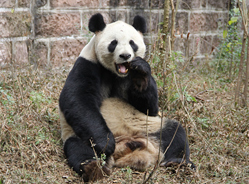 探访日本海归大熊猫