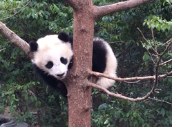 丰富多彩的树上生活