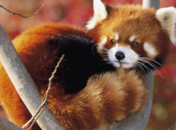 大熊猫和它的小伙伴们