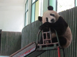 双欣双喜初到上海