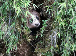 凉山昭觉县首次发现野生大熊猫
