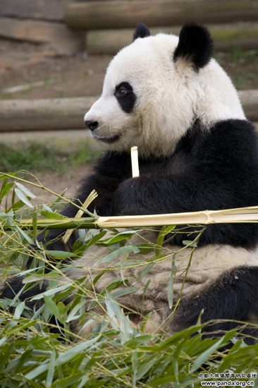 panda_120228_xilan_ZA_6907.jpg