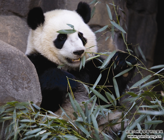 panda_120410_po_ZA_8129.jpg