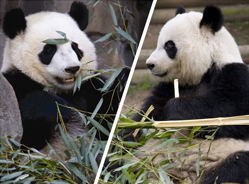 成都旅美大熊猫兄妹--喜兰、阿宝将于明日凌晨回家