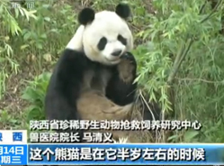 大熊猫阿宝将进行野化培训