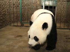 成都旅美大熊猫兄妹--喜兰、阿宝顺利归国啦！