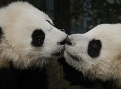 大熊猫“5•20”的表白