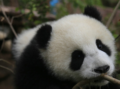 小树大树游乐园