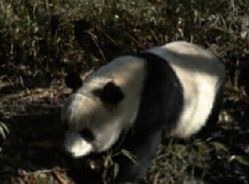 黑水河保护区再次拍摄到野生大熊猫