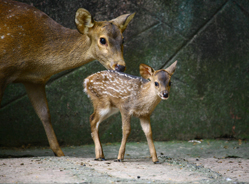 保护鲜为人知的精灵——豚鹿