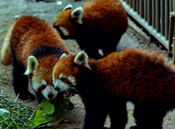 福州赠送的3只小熊猫抵台 最快将于7月与观众见面