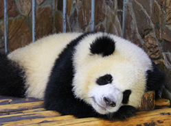 你知道大熊猫数量稀少的自身原因吗？