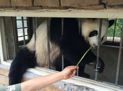 梁上美女营救记（一）