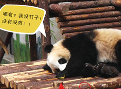 福德熊猫物语——吃货篇