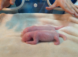 成都马年首对大熊猫龙凤胎诞生了！