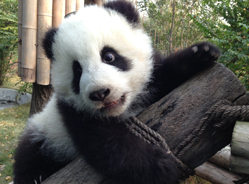 茜茜公主成长经历