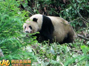 芦山震后第二次发现野生大熊猫 疑似有孕