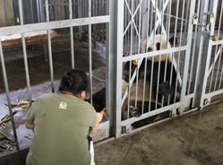 大熊猫产前故事