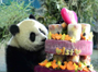 台北市立动物园 举办大熊猫“圆仔”的生日派对