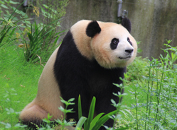 梅浜的夏日挣扎