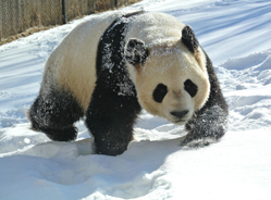 “独行侠”大毛