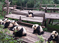 那些年，我们一起追过的奥胖