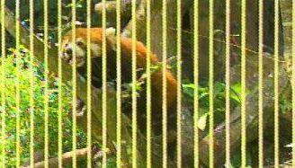 小熊猫“欢欢”亮相台北 到处擦屁股模样可爱