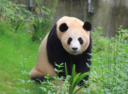 “梅浜”归国一年后的幸福生活