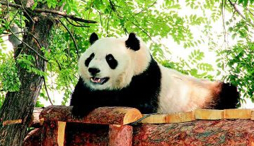 大熊猫“彩陶”和“湖春”续租一年