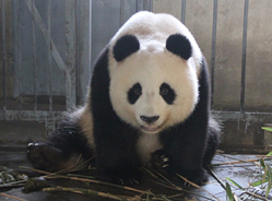 我爱我的小耳朵