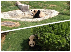 美贝帅云的青岛之旅