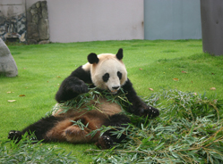 大熊猫“梅梅”的日本情缘