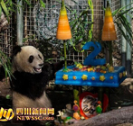 大熊猫“小礼物”在美国过两周岁生日