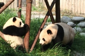 我与我的“二丫”麻麻