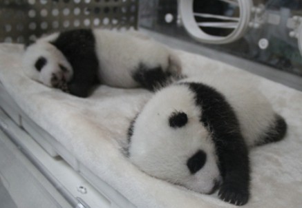 “娅星”妈妈的“星语”“星愿”