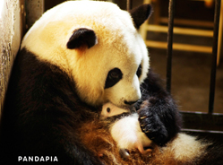 “全球首次大熊猫产仔及成长直播”活动即将正式启动