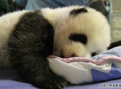 斗牛士国度的低调君