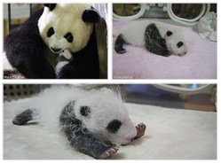 “爱浜”假孕龙凤胎“毛哥”“毛妹”将“上位”成主角