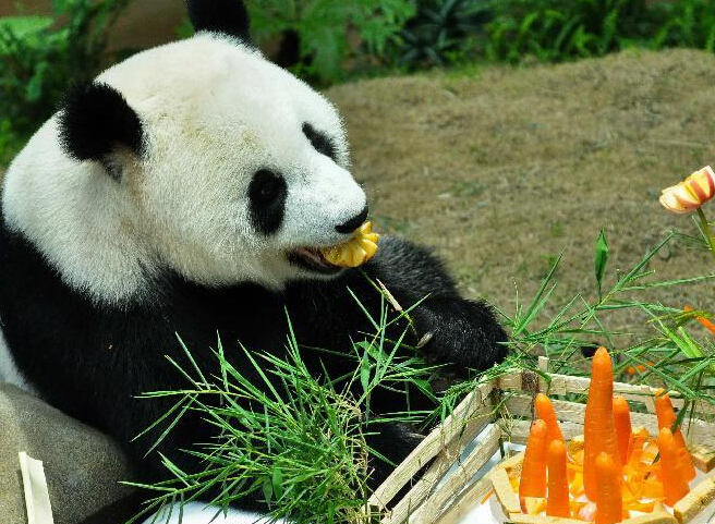 马来西亚动物园为大熊猫“兴兴”与“靓靓”庆生