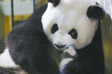 确认“爱浜”假孕 “大熊猫网上直播”换主角