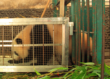 大熊猫美阿宝的装笼训练