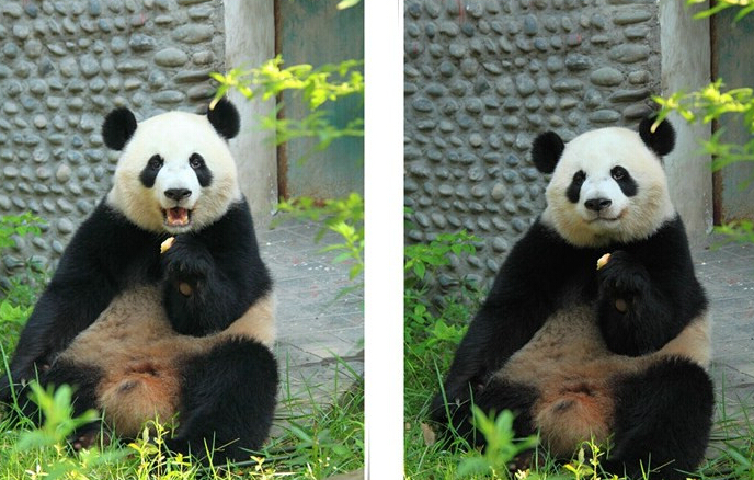 给喜宝和喜兰做环境丰容的一天