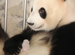 大熊猫的乳汁
