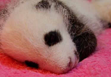 全球首次大熊猫龙凤胎成长直播”即将于明日启动